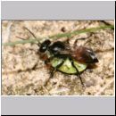 Astata boops - Wanzengrabwespe 18c 11mm beim Nesteintrag mit Wanze.jpg